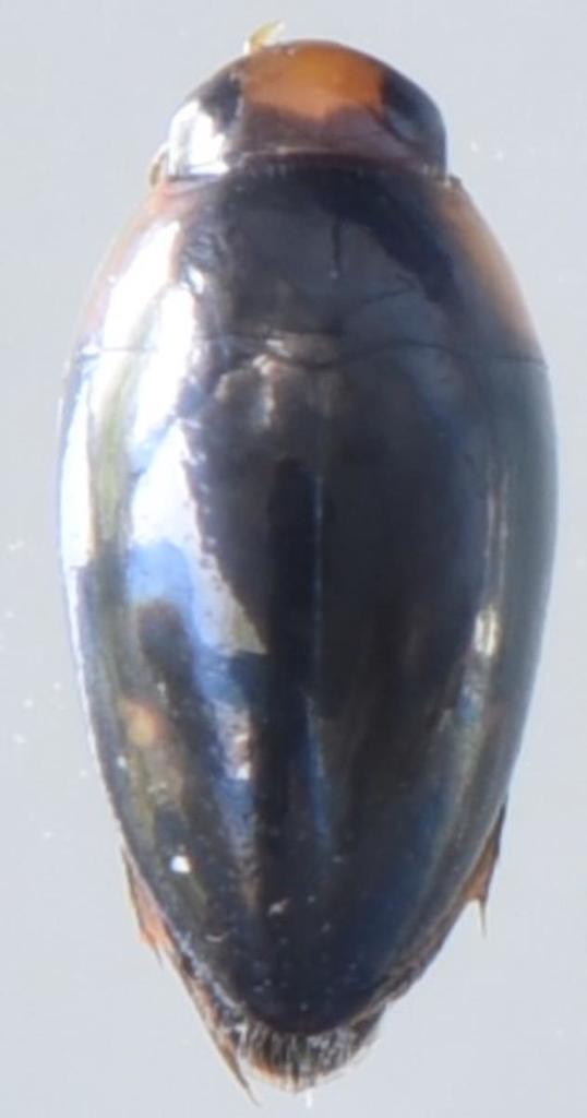 Canthydrus notula