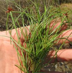 Cyperus rupestris rupestris