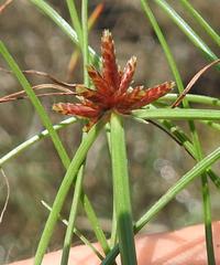 Cyperus rupestris rupestris