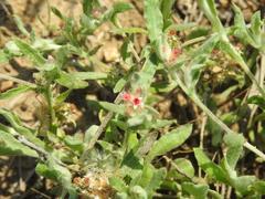 Helichrysum candolleanum
