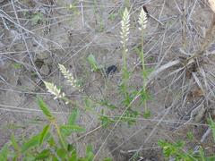 Hermbstaedtia odorata