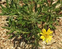 Hirpicium bechuanense