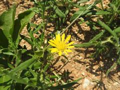 Hirpicium bechuanense