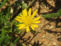 Hirpicium bechuanense