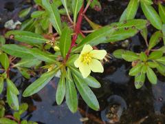 Ludwigia adscendens diffusa