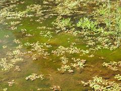 Ludwigia adscendens diffusa