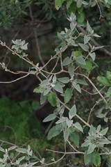Buddleja dysophylla