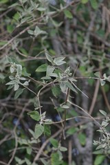 Buddleja dysophylla