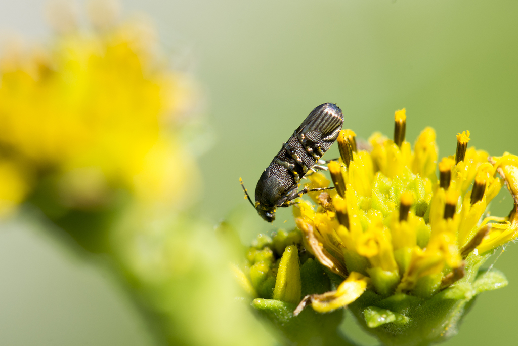 Nigilgia limata