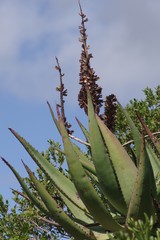 Aloe ferox