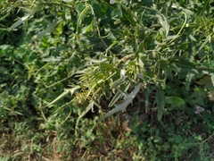 Cirsium ciliatum
