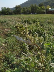 Cirsium ciliatum
