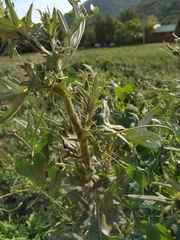 Cirsium ciliatum