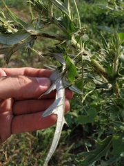 Cirsium ciliatum