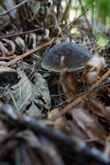 Xerocomellus zelleri