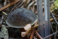 Xerocomellus zelleri