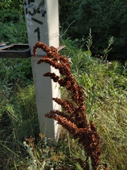 Rumex patientia orientalis