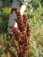 Rumex patientia orientalis