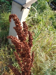 Rumex patientia orientalis