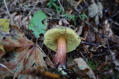 Xerocomellus zelleri