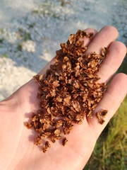 Rumex patientia orientalis