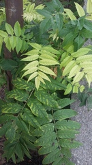 Ailanthus altissima