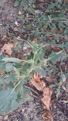Amaranthus retroflexus