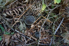 Xerocomellus zelleri