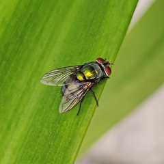Calliphoridae