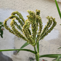 Eleusine coracana