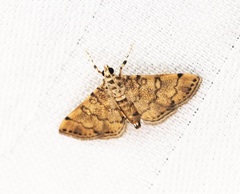 Lamprosema tampiusalis