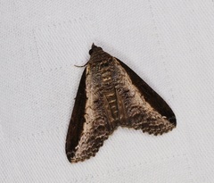 Lophoptera squammigera
