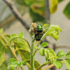 Calliphoridae