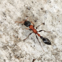 Tetraponera rufonigra