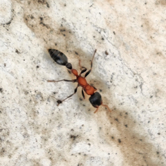 Tetraponera rufonigra