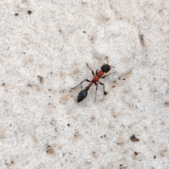 Tetraponera rufonigra