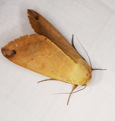 Ophiusa disjungens