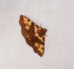 Saroba pustulifera