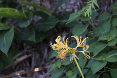 Lycoris aurea