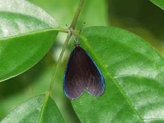 Pompelon marginata