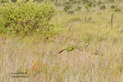 Pezoporus wallicus wallicus