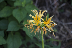 Lycoris aurea