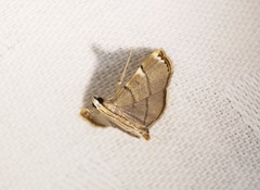 Cangetta hartoghialis