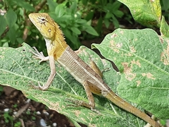 Calotes versicolor
