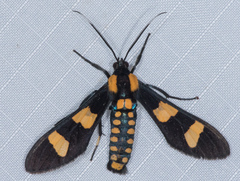 Phoenicoprocta hampsonii