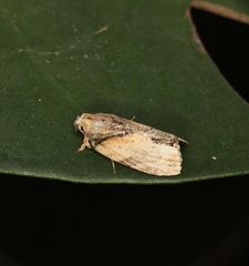 Etanna breviuscula