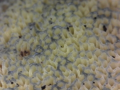 Xerocomellus zelleri