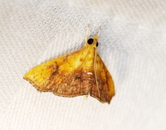 Hyalobathra micralis