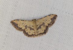 Idaea phaeocrossa