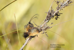 Stipiturus malachurus malachurus